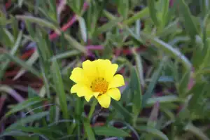 2025-07-21 Cpt. Cook Brdg. Walk - IMG_3826_compressed_q80.webp